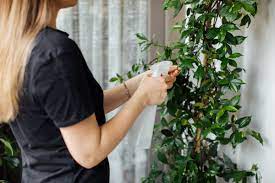 grow jasmine plant indoors