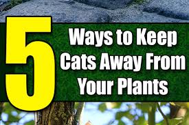 Keep Cats Away From Your Plants