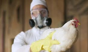 Bird flu has a selection of sequenced subtypes, including h7n3, h7n9 and h7n7, all of which primarily pass between birds. Aj0iaa7dbvkpcm