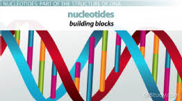 nucleotide structure types