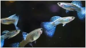 Different Types Of Guppies Find Out Here