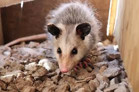 Best Possum Trap Products and How To Use Them - How I Get Rid Of