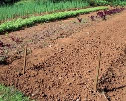 soil preparation tanya visser