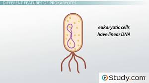 In plants, vacuole is used to hold water, altogether with minerals and sometimes some enzymes or toxins. Prokaryotes Vs Eukaryotes Differences Between Prokaryotic Eukaryotic Cells Video Lesson Transcript Study Com