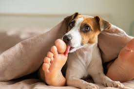 why do dogs lick your feet vet