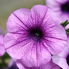 14 flowers with negative meanings