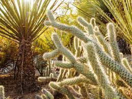 best desert botanical gardens to visit