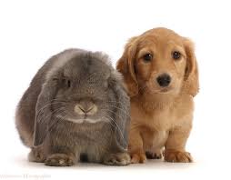 Explore 11 listings for cream dachshund puppies for sale uk at best prices. Pets Cream Dachshund Puppy 7 Weeks Old And Grey Lop Bunny Photo Wp48003