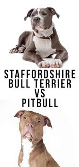 They are still 100% american pit bull terriers (unless they are known mix breeds). Staffordshire Bull Terrier Vs Pitbull Which Is Best Bull Terrier Puppy Staffordshire Bull Terrier Puppies Pitbull Bull Terrier