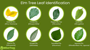 how to identify elm tree leaves bark