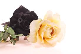 black rose and yellow rose over white