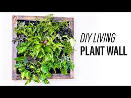 How To Make A Living Plant Wall Diy