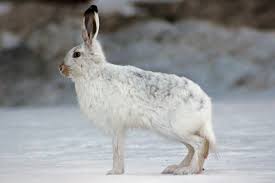 Image result for rabbit in Inuit culture