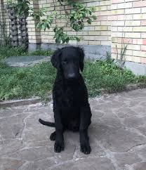 This sounds delightful, but does require patience and. Curly Coated Retriever For Sale In The City Of Kiev Ukraine Price Negotiated Announcement 3011