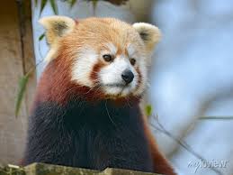 Portrait Of Red Panda Ailurus Fulgens