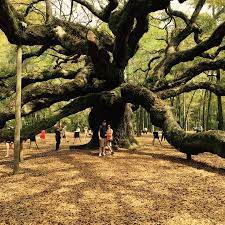 1500 year old tree angel oak tree