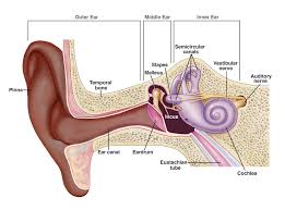 noise induced hearing loss nihl nidcd