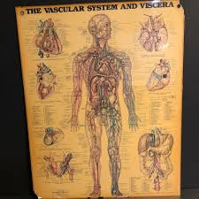 Vtg Anatomical Chart Poster Peter Bachin Vascular System