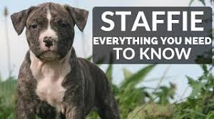 Staffordshire bull terrier pups for sale. Staffordshire Bull Terrier 101 Everything You Need To Know About Owning A Staffie Puppy Youtube