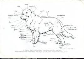 Dog Anatomy Chart Newfoundland Dog Louis Agassiz By Roxyrani