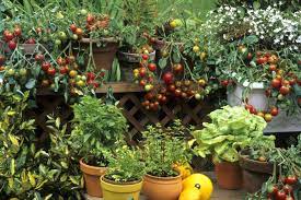 Big Gardening Ideas For Small Spaces