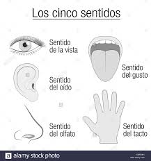Five Senses Chart With Sensory Organs Eye Ear Tongue Nose
