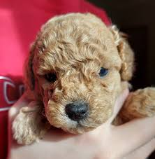 poodle toy puppies available from