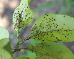 How To Get Rid Of Aphids Naturally 5