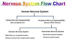 Human Nervous System The Human Nervous System Is Made Up Of