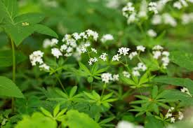 Galium Odoratum - Sweet Woodruff - Bumbee's