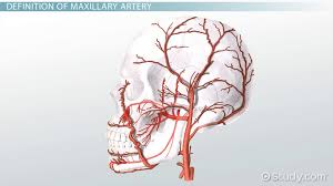 maxillary artery anatomy branches