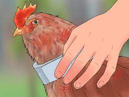 We did not find results for: 3 Ways To Stop A Rooster From Crowing Wikihow