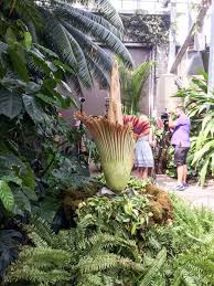 Any flower that emits an odor that smells like rotting flesh. Corpse Flower Blooms For First Time In 18 Years At Meijer Gardens