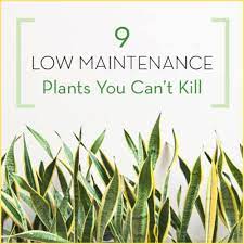 9 low maintenance plants you can t kill