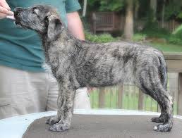 How Fast Does An Irish Wolfhound Puppy Grow Irish