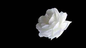 white flower black background images
