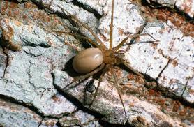 Common Spiders Texas Insect Identification Tools