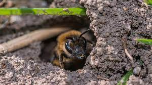 Get Rid Of Bees In The Ground