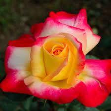 Rosa bicolore - Fiori - Gallerie Fotografiche - Nikonland Forum