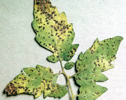 Tomato leaves turning yellow and brown. Septoria Leaf Spot On Tomatoes More Ways To Prevent Spots Before Your Eyes Msu Extension