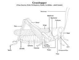 Commonlit answers quizlet i have a dream. Grasshopper Body Parts Diagram Morphological Characteristics Of Importance At California Download Scientific Diagram Anatomy Of A Grasshopper And Leg Mechanism 7 10 Thomasina Syverson