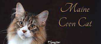 We did not find results for: Maine Coon Cat The Cat Fanciers Association Inc
