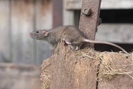 keep mice and rats out of your shed