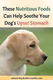 natural foods for dog upset stomach