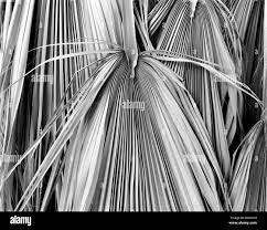 Fan palm tree Black and White Stock Photos & Images - Alamy