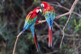 harlequin macaw full profile