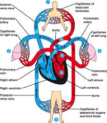 Image Result For Chart Of How Blood Flows Through Heart