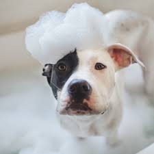 This puppy bathing guide covers everything about giving your puppy a bathing issues & challenges. Can I Use Human Shampoo On My Dog Groomers Blog