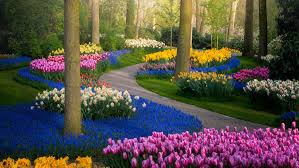 Most Beautiful Tulip Garden