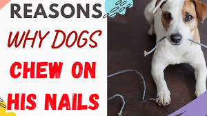 dog chew his nails explained